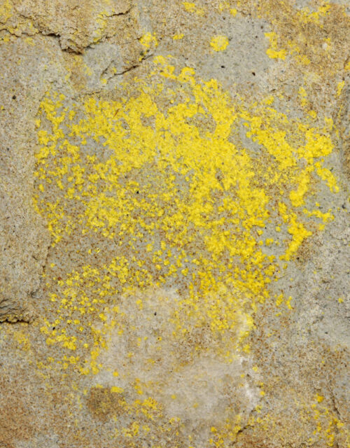 Haynesite